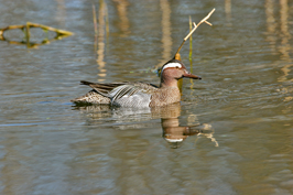 ..::Garganey::..